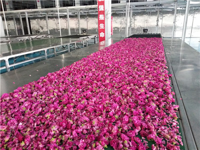 玫瑰花骨朵振动给料机 (2).jpg